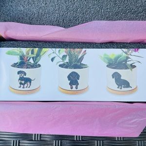 Dachshund Planter Set (3) NEW in Box with drainage holes